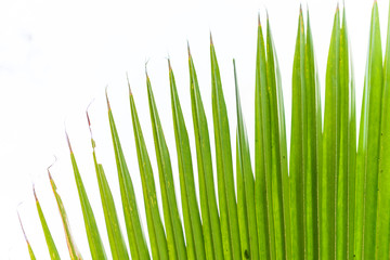 Palm leaf isolated on white