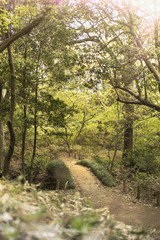 japanese wooden bridge in the forest of Rikugien Park in Bunkyo district, north of Tokyo.
