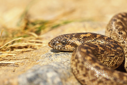 close up of javelin sand boa