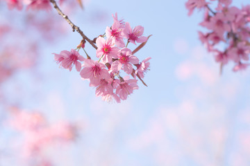 Beautiful cherry pink flowers on the mountain