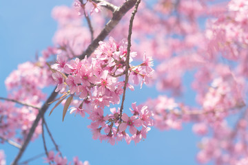 Thai Sakura blooming during winter in Thailand,Loei Thailand