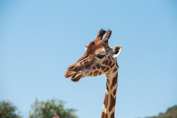 Giraffe head with long neck and furry horns on background of blue sky in exotic safari 