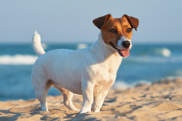 Dog Jack Russell runs along the sandy beach against the blue sea and the horizon. The bright day sun shines. Background ideal for any design