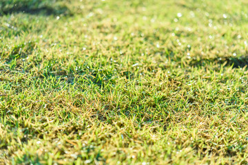 Nature Background with drops of dew on a fresh green grass with beautiful bokeh effect