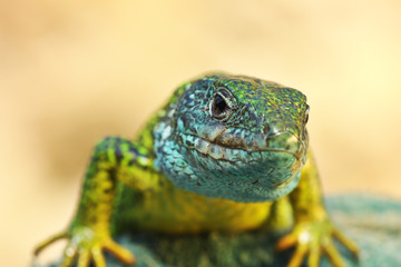 front view on Lacerta viridis male