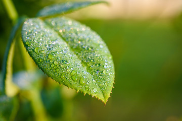 Close up green leaf with water drops. Beautiful leaf texture in nature. Natural background