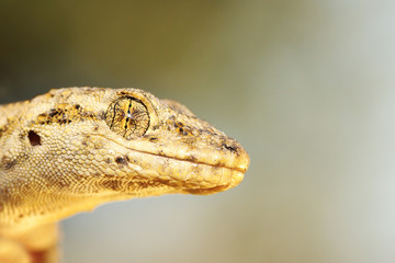 Mediodactylus kotschyi portrait