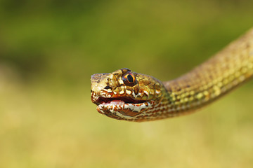 portrait of angry Malpolon insignitus