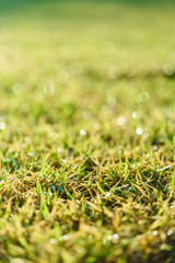 Fototapeta premium Nature Background with drops of dew on a fresh green grass with beautiful bokeh effect