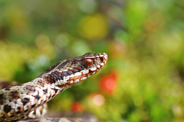 portrait of beautiful adder male