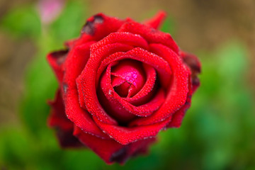 Close up of red rose with dew drop on a bush in a garden