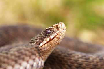 portrait of female common european viper