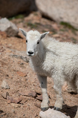 Obraz premium Cute Mountain Goat Kid
