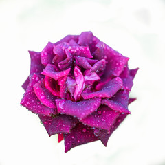 Fototapeta premium Close up of violet rose with dew drop on white background