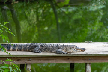 alligator lying on wooden dock