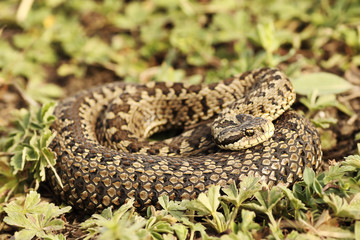 rarest european viper, female meadow adder