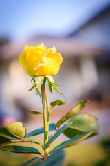 Fototapeta premium Close up of yellow rose on a bush in a garden