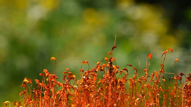 Moss movement after rain drops