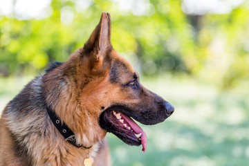 German Shepherd, 3 years old, in profile of green blurred background.
