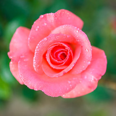 Close up of pink rose with dew drop on a bush in a garden