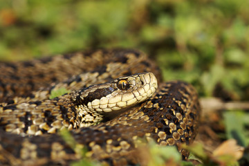 scarce meadow viper in natural habitat