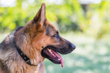 German Shepherd in profile of green blurred background.