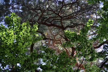 Tree canopy