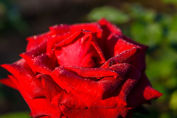 Close up of red rose with dew drop on a bush in a garden