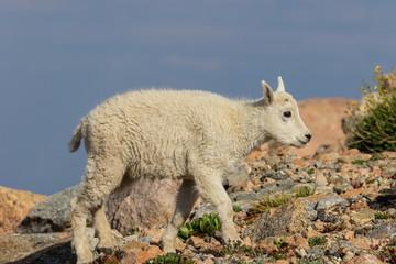 Cute Mountain Goat Kid