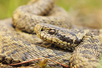 the rare meadow viper, closeup