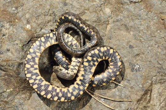 thanatosis behavior on dice snake