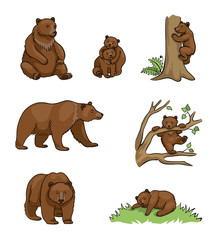 Naklejka premium Niedźwiedzie brunatne - ilustracja wektorowa