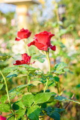 Close up of red rose with dew drop on a bush in a garden
