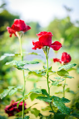 Obraz premium Close up of red rose with dew drop on a bush in a garden