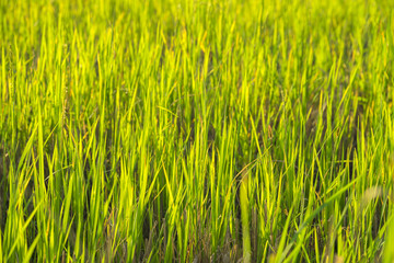 Green fields,Rice field in Thailand