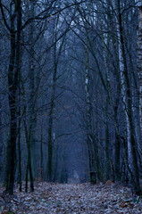 Mroczna ścieżka w lesie
