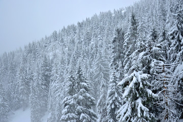 Naklejka premium Górski zimowy zaśnieżony las 