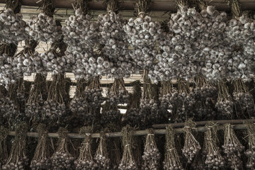 Garlic bunch hanging to dry after harvest