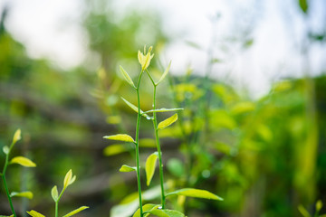 Melientha suavis Pierre on tree