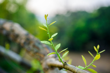 Melientha suavis Pierre on tree