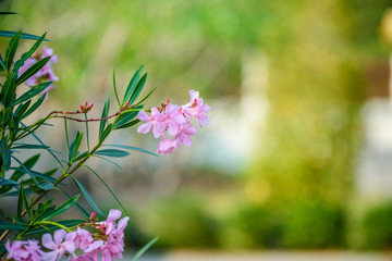 Pink oleander on tree (Nerium oleander)