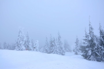 Zimowy widok na zamglone drzewa