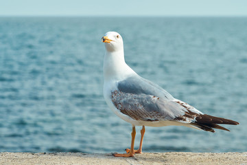 The white albatross stands on the sea dock on the background of the blue sea and the blue sky and looks into the distance. Marine city bird looks for food.