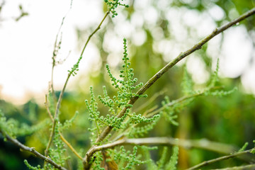 Melientha suavis Pierre on tree