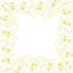 Snow White Agapanthus Border