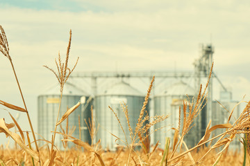 Landscape. Bright nature. Elevator. Large aluminum containers for storing cereals against the blue sky and voluminous clouds. A field of golden ripe wheat. Harvest season