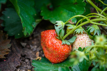Strawberry growing in a garden
