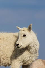 Cute Mountain Goat Kid