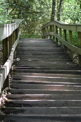 Forest Stairway