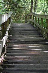 Obraz premium Forest Stairway